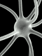 neuron